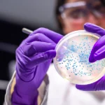 Scientist examining stem cell cultures in petri dish